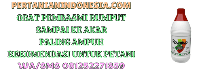 obat,pembasmi rumput,akar,paling ampuh,pertanian indonesia